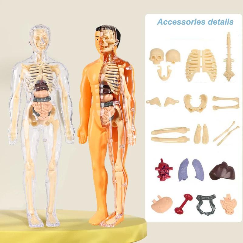 3D Human Body Torso Model For Kid, Anatomy, Skeleton, Removable, Simulation, Organ And Skeleton, Detachable Bone Body Models New