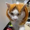 Colorful Dog Hairpiece Funny Dog Headwear Universal Cat Cosplay Wig  Pet Show