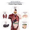 DIY Human Body Anatomy Model Kit - Educational Toy for Kids To Assemble Organs, Skeleton & Muscles