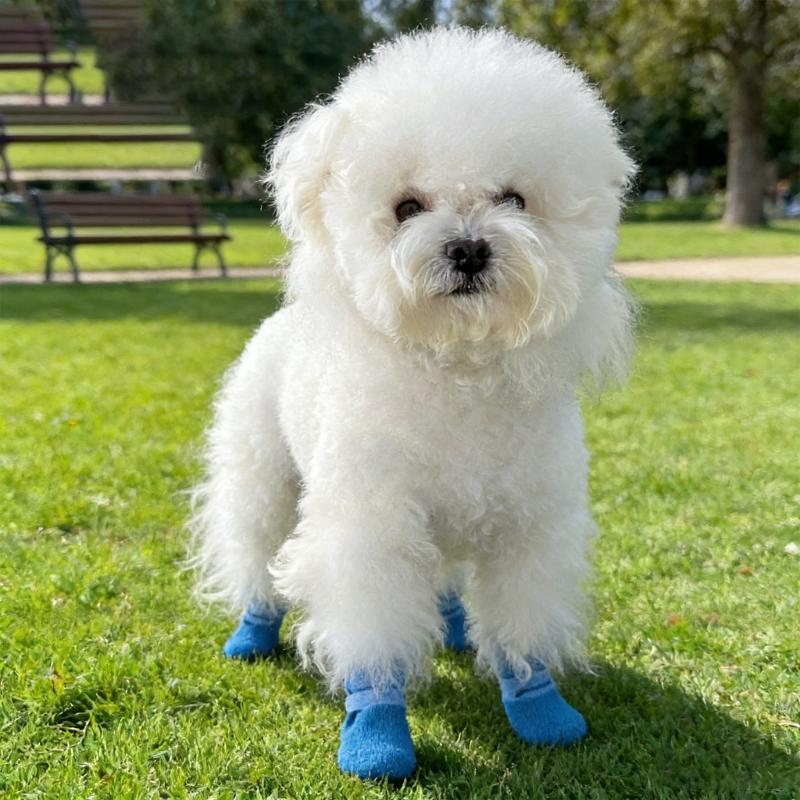 4lots Dog Paw Protectors Silicones Rain Shoes Slip Resistant Durability Comfortable Fit for Outdoor Activity