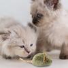 Squeaky Plush Mice for Cats Interactive Realistic Mouse Cat Toy with Touch Activated Sound Electronic Chirping Self Play Kitten Toy for Indoor Cats