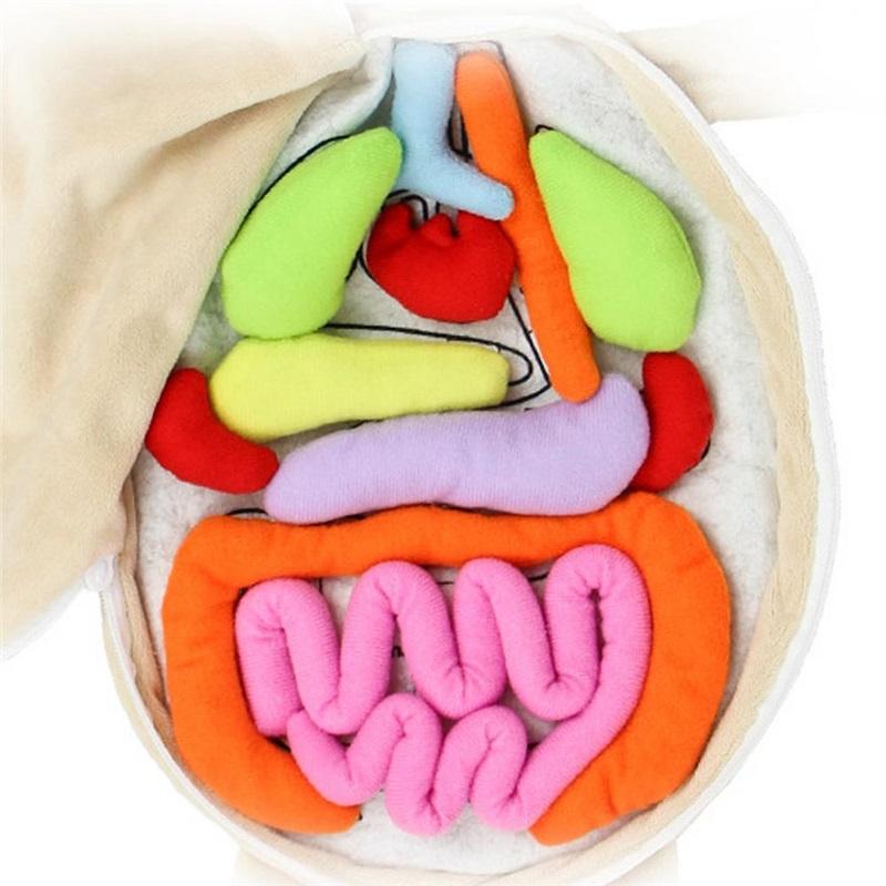 Human Body Model Anatomy Doll Soft Doll Toy Anatomical Medical Internal Organs Awareness Learn Early Education Toy For Preschool