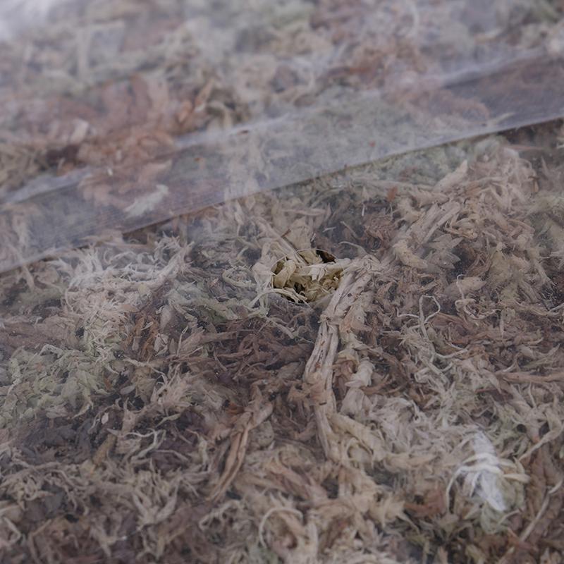 12L / 6L Sphagnum-Moos, feuchtigkeitsspendender organischer Dünger für Orchideen-Phalaenopsis