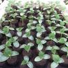 24-hole Seedling Tray Wheatgrass Germination Tray Plant Germination Pot Garden Planting Tools Vegetable Planting Tray Pot