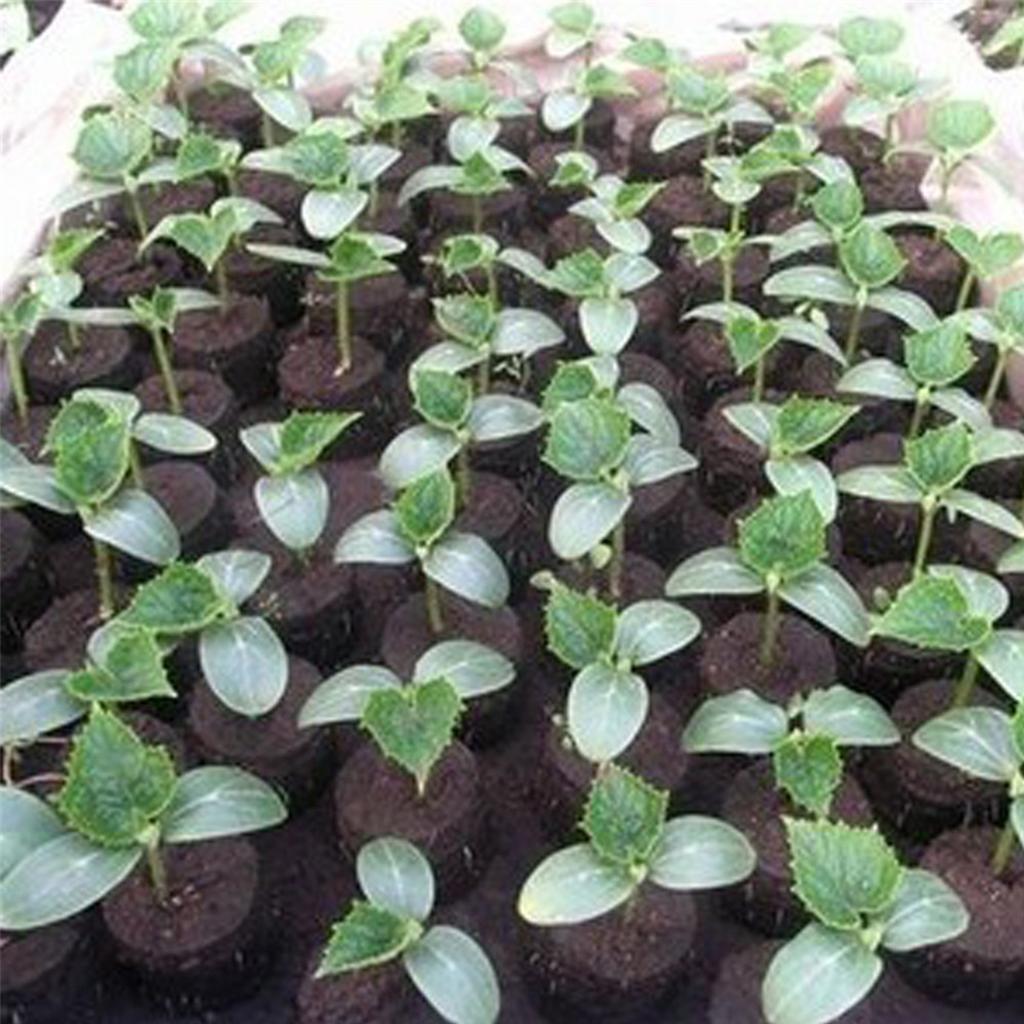 24-hole Seedling Tray Wheatgrass Germination Tray Plant Germination Pot Garden Planting Tools Vegetable Planting Tray Pot