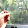 Holographic Window Decals for Bird Strikes - Glass Reminder Anti-Collision Self-Adhesive Stickers - Avoid Birds Hitting Windows, Circle, 25 Pieces