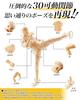 CHALAN Drawing Mannequin, 30-Jointed Articulated Figure with Stand [Recommended by Professional Manga Artists] Full Body Doll, Human Anatomy Model, Ma