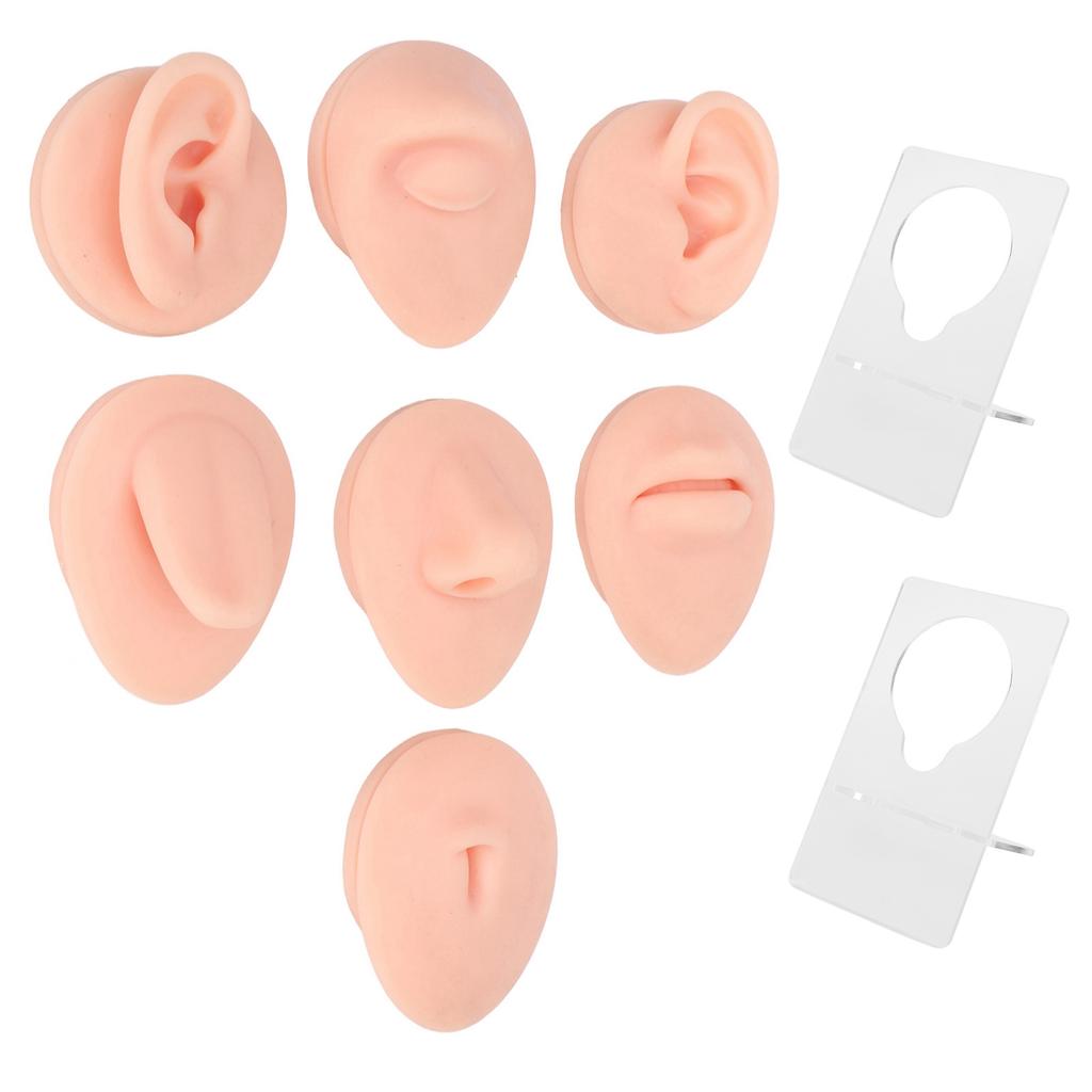 Silicone Body Part Model Soft Silicone Ear Mouth Nose Eye Tongue Navel Model with Display Rack for Teaching Display