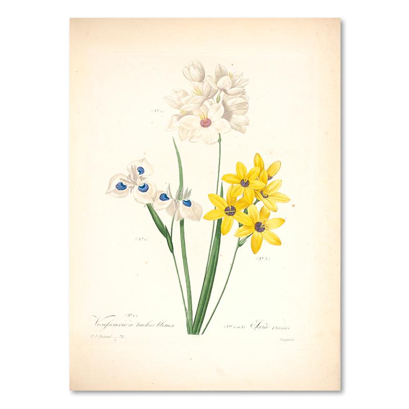 

Антикварные цветы Ботаническая живопись на холсте Винтажные постеры с растениями Декор для стен комнаты Ретро цветочные картины для украшения дома 21x30cm No Frame