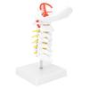 Cervical Vertebra Model Arteria Spine Spinal Nerves Anatomical Model for Science Classroom Study Teaching