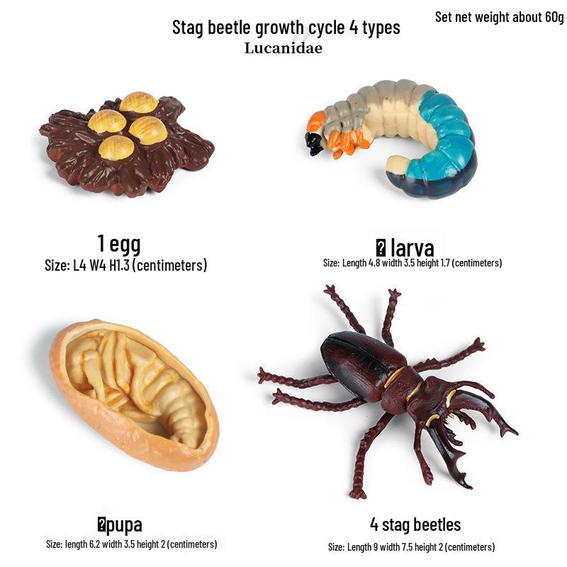 Frog Life Cycle Model Set: Tadpole to Frog Educational Toys for Kids