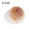 Shell Conch Bread Snail Natural Mediterranean Family Decorations Gifts Aquarium Decorative Christmas Toys Collectibles 5-7c V8Y3