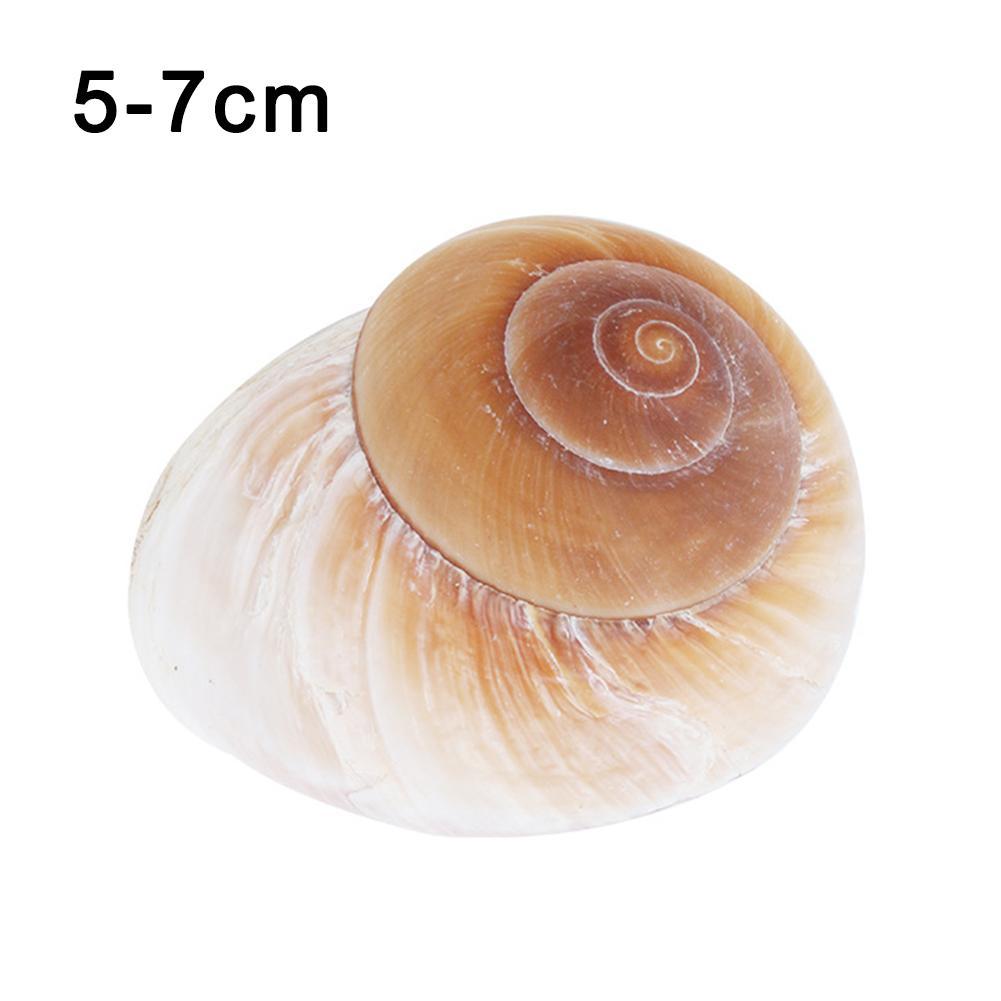 Shell Conch Bread Snail Natural Mediterranean Family Decorations Gifts Aquarium Decorative Christmas Toys Collectibles 5-7c V8Y3