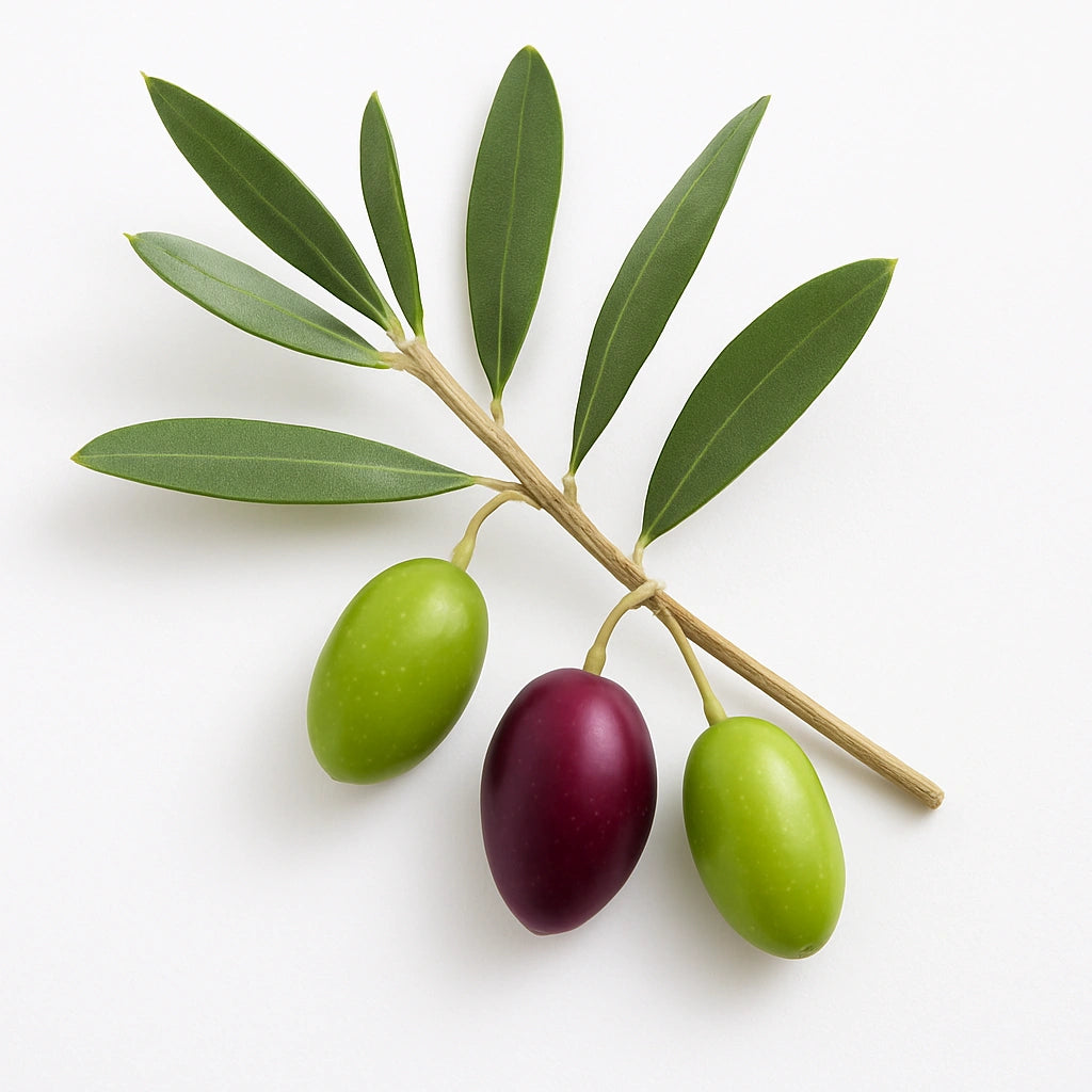 15 Wild Olive Seeds (Wild Olive)