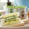 Stainless Steel Sprouting Kit with SpaceSaving Stackable Germination Trays for Gardeners