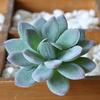1Pc Plastic Fake Artificial Succulents Plant Bonsai Garden Home Office Decor