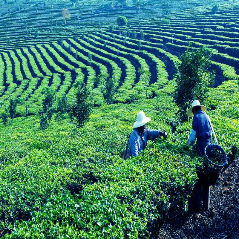 Select Natural Osmanthus Herbal Tea for Men & Women