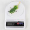 Simulation Insect Small Animal Toy Mosquitoes OrchidsMantis SpadeBeetle Simulation Animal Model Home Garden Ornaments