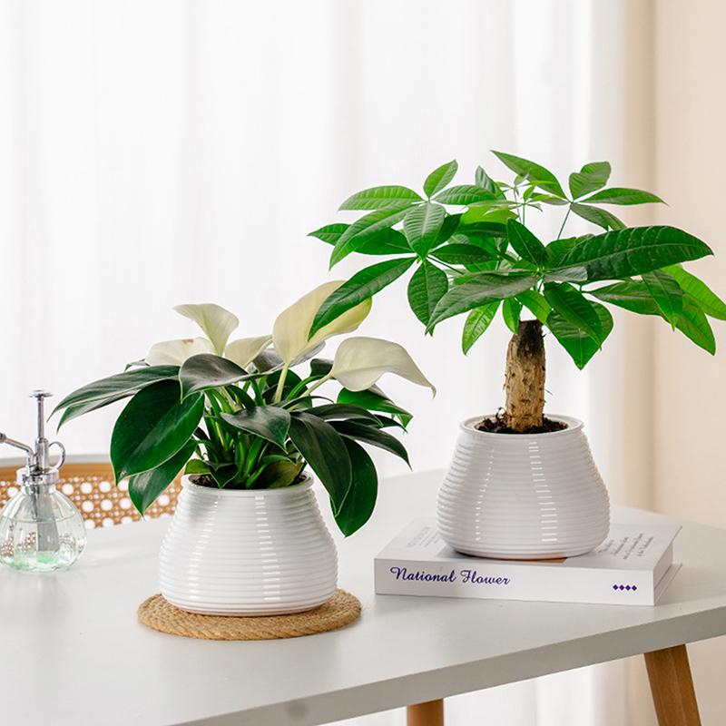 Tembel Saksı Otomatik Su Emici Saksı Çift Katmanlı Plastik Kendinden Sulamalı Saksı Ofis Hidroponik Saksı