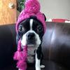 New Cat Autumn and Winter Warm Windproof Dog Puffy Ball French Fight Dog Hat Hot Pet Cat Headgear Supplies