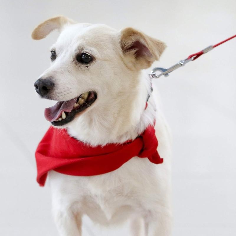 300cm Dogs Leash for Large Dog Walking Leash Rope Heavy Duty Extending Dog Leash Rope with Shock Absorbing Spring