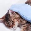 Professional Cat Bath Towel Quick Drying Pet Towel Glove Pet Drying Glove  for Pet Supplies