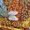 1/5PCS Bee Queen Catcher Colorless Clear Plastic Clip Beekeeping Isolation Room Cage Equipment K5R2