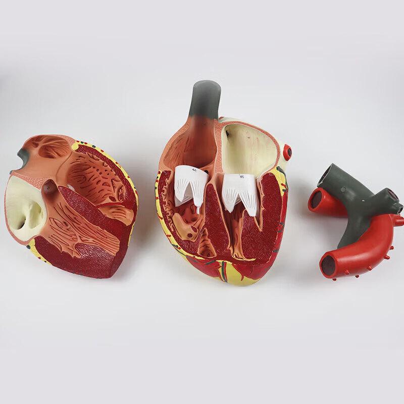 Hongyan 4X Detachable Human Heart Model
