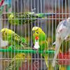 8Pcs Bird Fruit Fork Feeder Plastic Parrot Food Holder Secure Snack Clip for Cage Easy Cleaning Versatile Vegetable Feeding Tool
