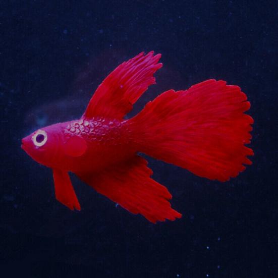 Luminous Glowing Floating Simulation Clownfish Fighting Fish Aquarium Decor