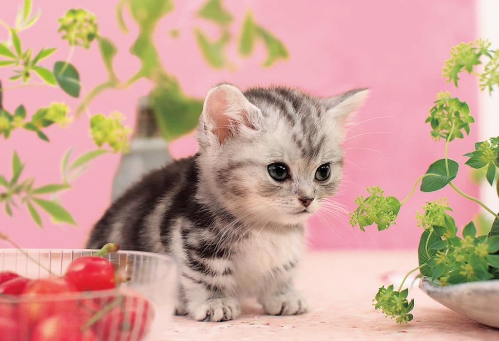 300 Piece Jigsaw Puzzle Staring At You I'm (26x38cm)