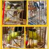 Hanging Easy To Install & Acrylic Water Feeder