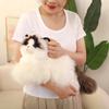 Simulated Ragdoll Cat Doll Sleeping Pillow Doll Doll Kitten Plush Toy Children's Birthday Gift Girl