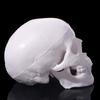 Skull Cap Human Head Model Convenient Anatomical Head Skull 92x99x71mm Skull Model  School Supplies