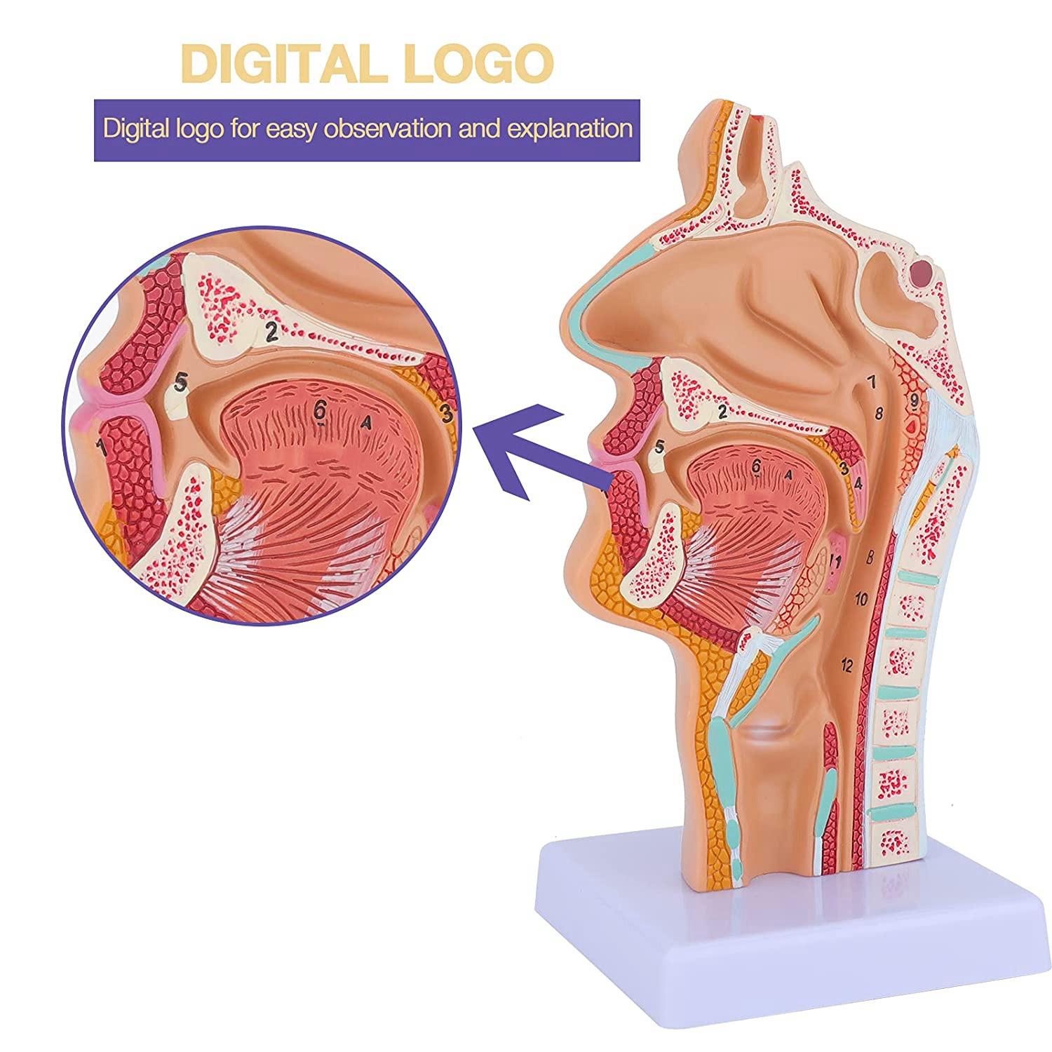 Nasal Cavity Throat Anatomy Model Human