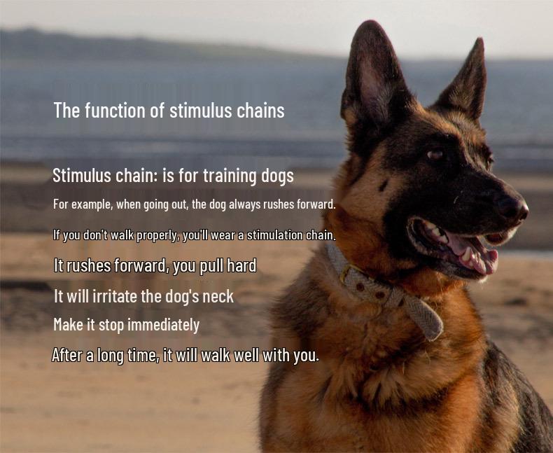 Avtagbar Metallhundträningshalsband med Järnspänne