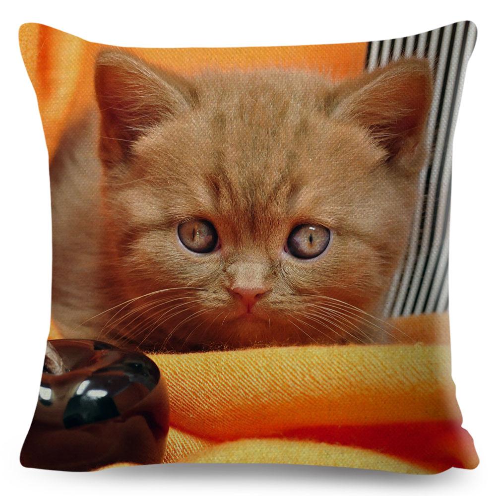 Housse de coussin British Shorthair bleu russe, taie d'oreiller en Polyester, décoration de chat mignon, Animal de compagnie, pour canapé, maison, voiture