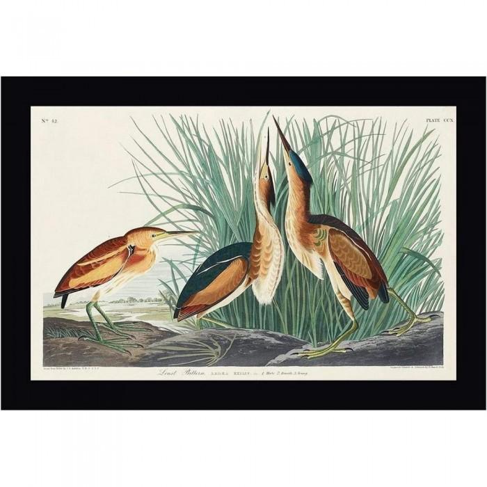 John James Audubon Least Bittern Framed Poster