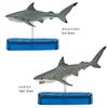 Carolata Shark Family 3D Encyclopedia 9 Species Includes Instruction Manual and Realistic Figure Box Toy Educational Toy Gift Present Food Sanitation