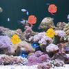 Artificial Fish Aquarium Silicone Floating Movable Fake Fish for Fish for Tank