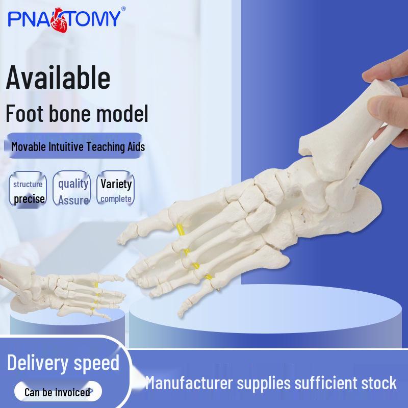 1:1 Flexible Detachable Foot & Ankle Joint Model for Rehabilitation & Teaching PNT-T109