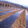 Vegetable Greenhouse Plants Grow Garden Supplies Mulch Film Perforated Film Agriculture Supplies