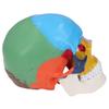 Skull Model Life Size 3 Part Colored Detachable Human Skull Anatomical Model with Color Chart for Teaching and Learning