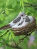 Artificial Bird Nest Artificial Craft Birds Realistic Feathered Birds with Nest And Birds Egg for Garden Parties Lawn Decor