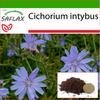 Chicory  - 250 Seeds - With Potting Substrate for Better Cultivation - Cichorium Intybus