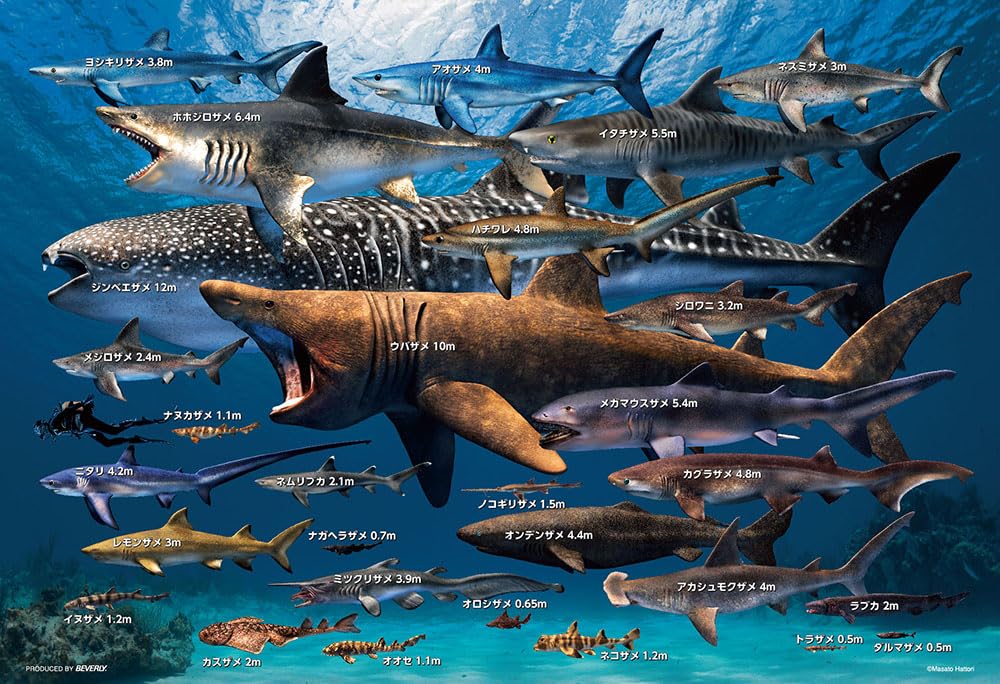 Beverly 300-Piece Jigsaw Puzzle: Sharks of the World Size Comparison (26 X 38 Cm) - Made In Japan