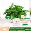 8-Pack Hydroponic Spider Plant for Office Air Purification
