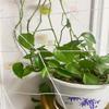 Plant Trellis Netting Heavy-Duty Plant Support Vine Climbing Hydroponics Garden Net Accessories Gardening Bracket Climbing Nets
