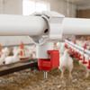 20Pcs Plastic Chicken Nipple Feeder Red & White Chicken Nipple Drinker  Poultry Rearing