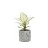 Japanese Embossed Cement Planter: Indoor Formaldehyde-Absorbing, Air-Purifying, Breathable Pot for Green Plants